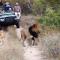 Karongwe Portfolio- Shiduli Private Game Lodge - Hoedspruit