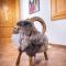 Ibex Apart