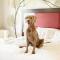 Hotel Griso Collection