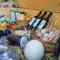 Agriturismo Scalelle - أوترانتو
