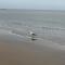 Gasthaus A&S - Oostende - Beach