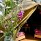 Eco-Camping De Helleborus, Yurt, Bell & Safari tent, Pipo, Caravans, Dorms and Units - Groningen