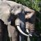 Barefoot Addo Elephant Lodge