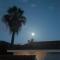 Moon in the garden