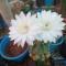 Moon moon Garden - Thamarassery