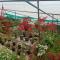 Moon moon Garden - Thamarassery