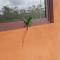 Green Leaf House