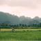 Tam Coc Windy Fields