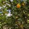Under the Lemon Tree