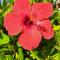 Endless Summer - Fontane Bianche