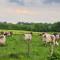 La Ferme Buissonnière Gîte - La Lande-de-Lougé