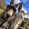 Cwm Farm Cwtch