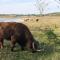 Eco lodge Duin- unieke locatie nabij strand, duin en cultuur - Castricum