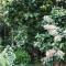 Floral Homestay
