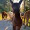 Alpacas Off Grid - Eco Cabin