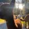Alpacas Off Grid - Eco Cabin