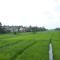The Paddy - Kottawa