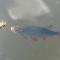 Schwimmpod an der Peene