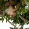 Misahualli Amazon Lodge
