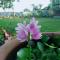 Bua Guest House