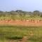 Seronera Wildlife Lodge