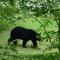 5 miles to Smokies! Stunning views! Hot Tub Pool Table Arcades 2 fireplaces! Quiet and Private - Sevierville