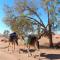 Sahara Camp Light
