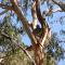 Bimbi Park - Camping Under Koalas