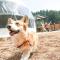 Lupo Forest "GRAN FOREST Echizen Miyama" - Vacation STAY 76029v