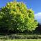 Garden-nestled granny flat between winery and town - Armidale