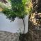 Traditional House Shapllo