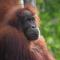 Jungle Inn Bukit lawang - 武吉拉旺