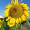 Girasole