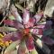 Exotic Garden cottage at amazing volcano fissure