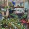 Exotic Garden cottage at amazing volcano fissure - Mountain View