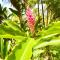 Home near Volcano National Park, Hilo, Kehena - Кио