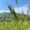 Agriturismo La Terrazza su Farfa - Castelnuovo di Farfa