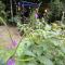 Jungle Living Tree Houses - Monteverde