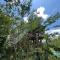 Mossy Forest Chalets