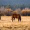 Meadowview Haven - Black Butte Ranch