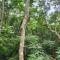 Wild Cassia