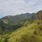 Wild Cassia