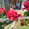 Apartman Flora Vrdnik
