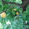 Les Abricots