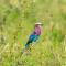 Ngorongoro Lodge member of Melia Collection - The Leading Hotels of the World