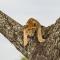 Ngorongoro Lodge member of Melia Collection - The Leading Hotels of the World