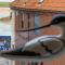 Avocet Apartment