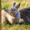 Hesselgaard Glamping - Dalby