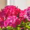 Hortensia