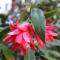 La Camelia d'Oro - Oggebbio